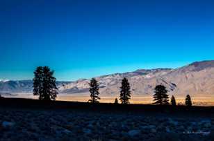 Owens Valley pines-9999 Owens Valley pines-9999